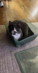 Lost Female Cat last seen Sycamore street, hillcrest , San Carlos, CA 94070