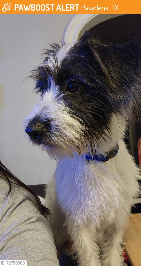 Found/Stray Male Dog last seen Harris and Wafer, Pasadena, TX 77506