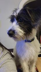 Found/Stray Male Dog last seen Harris and Wafer, Pasadena, TX 77506