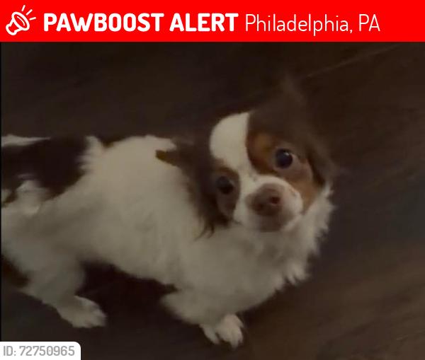Lost Female Dog last seen I street , Philadelphia, PA 19124