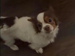 Lost Female Dog last seen I street , Philadelphia, PA 19124