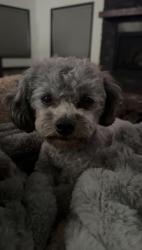 Lost Male Dog last seen Rural Kindred/Horace, Horace, ND 58047