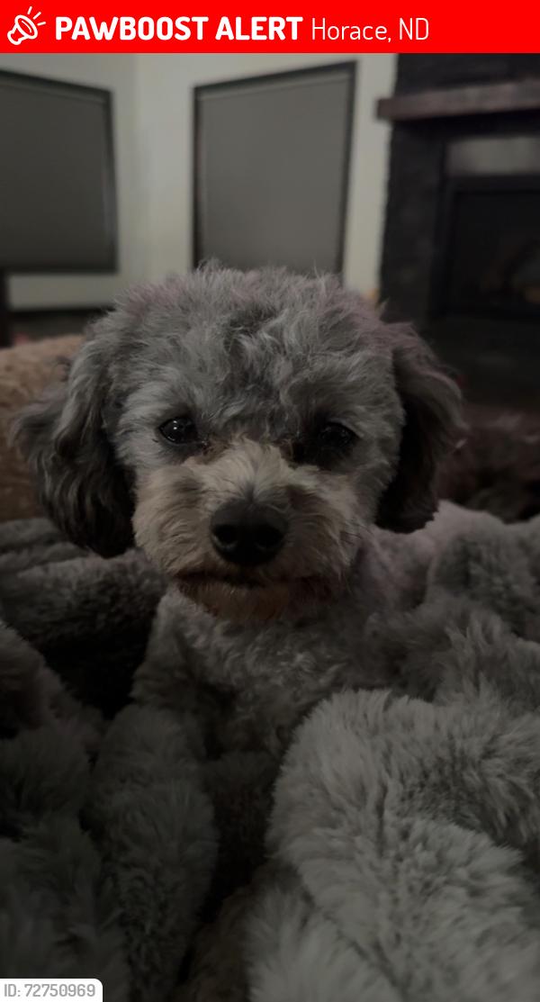 Lost Male Dog last seen Rural Kindred/Horace, Horace, ND 58047