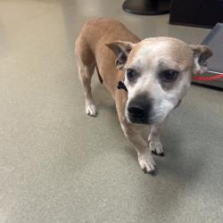 Found/Stray Male Dog last seen Near Conestoga, New Century, KS 66031