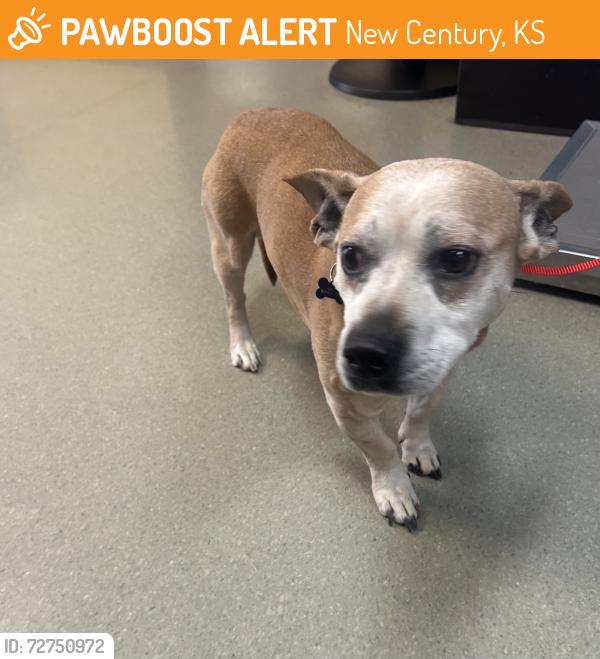 Found/Stray Male Dog last seen Near Conestoga, New Century, KS 66031