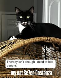 Lost Male Cat last seen Shaver, Pasadena, TX 77504