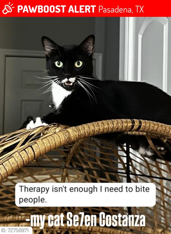 Lost Male Cat last seen Shaver, Pasadena, TX 77504