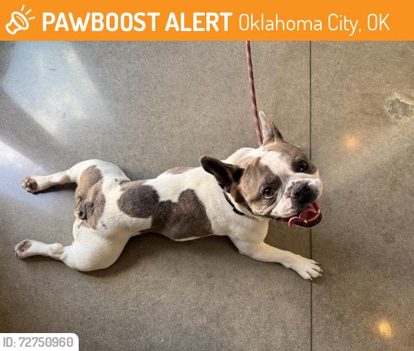 Found/Stray Male Dog last seen NW 26th St & Military , Oklahoma City, OK 73106