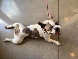 Found/Stray Male Dog last seen NW 26th St & Military , Oklahoma City, OK 73106