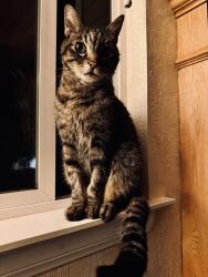 Lost Male Cat last seen Santa Margarita Drive, Fallbrook, CA 92028