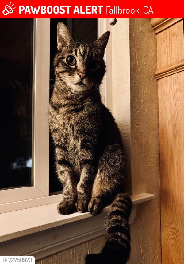 Lost Male Cat last seen Santa Margarita Drive, Fallbrook, CA 92028