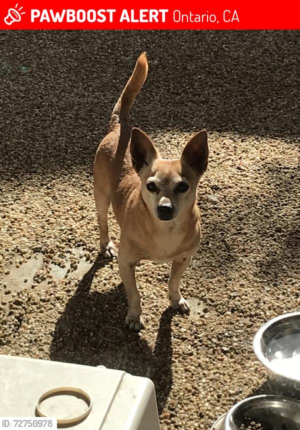 Lost Male Dog last seen Riverside, Turner, North Shore, Ontario, CA 91761