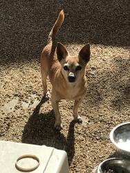 Lost Male Dog last seen Riverside, Turner, North Shore, Ontario, CA 91761
