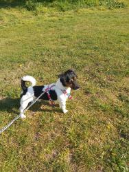 Lost Male Dog last seen Pecham, camberwel , Greater London, England SE15 5GP