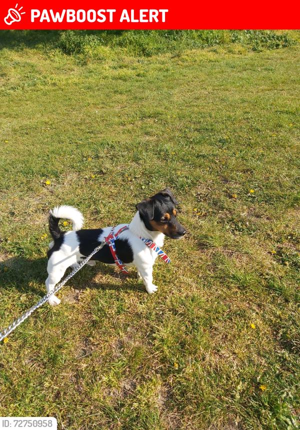 Lost Male Dog last seen Pecham, camberwel , Greater London, England SE15 5GP