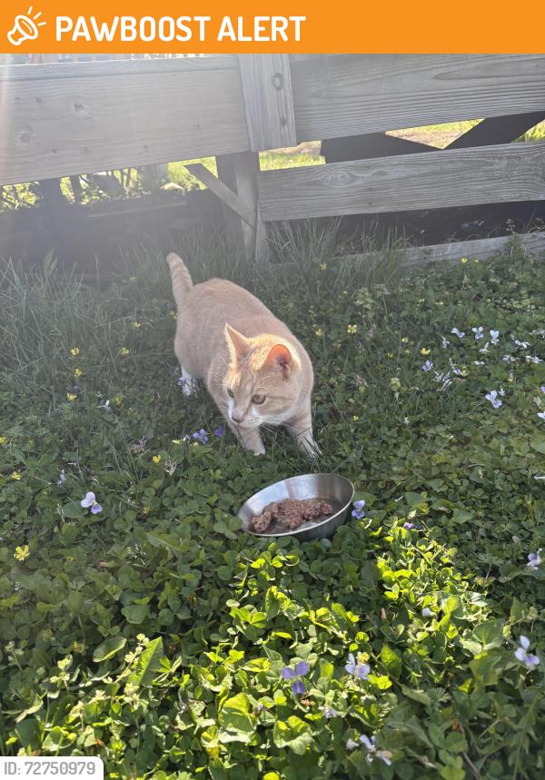 Found/Stray Unknown Cat last seen N airport drive, Highland Springs, VA 23075