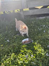 Found/Stray Unknown Cat last seen N airport drive, Highland Springs, VA 23075