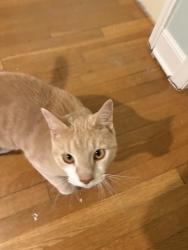 Found/Stray Unknown Cat last seen Near N Linden Ave 23075, Highland Springs, VA 23075