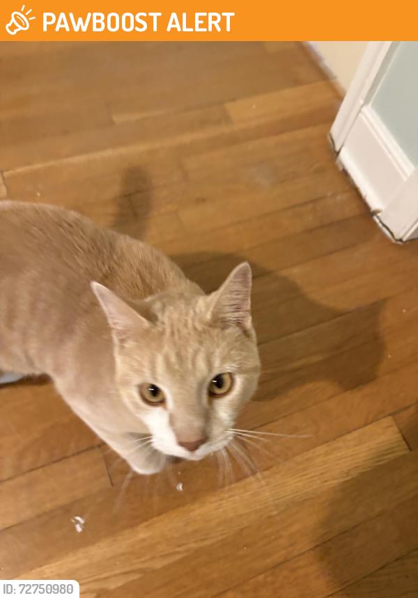 Found/Stray Unknown Cat last seen Near N Linden Ave 23075, Highland Springs, VA 23075