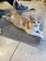 Lost Female Cat last seen Cosmic dr, Temecula, CA 92592