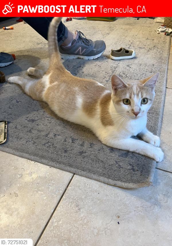 Lost Female Cat last seen Cosmic dr, Temecula, CA 92592