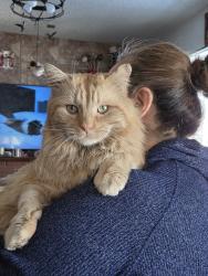 Lost Male Cat last seen 28th and Eaton, Lakewood, CO 80214