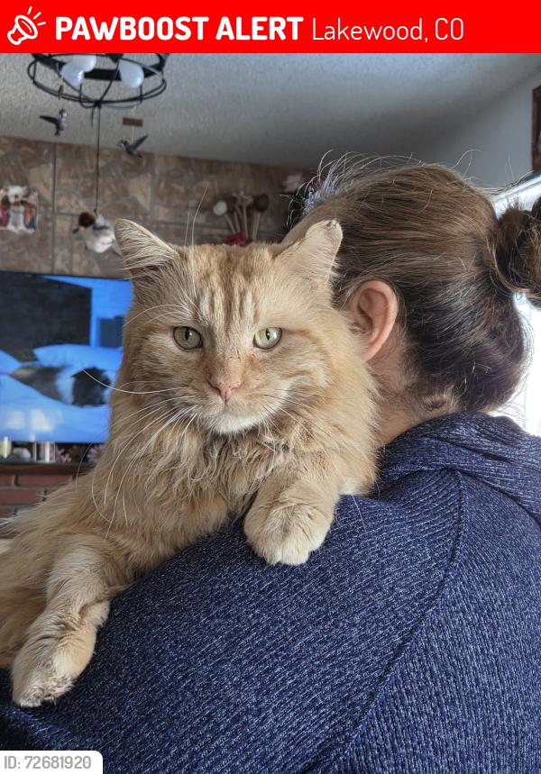 Lost Male Cat last seen 28th and Eaton, Lakewood, CO 80214