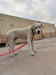 Found/Stray Male Dog last seen Behind Pet Supplies , TruFit, Jumpy world, Bryan, TX 77802