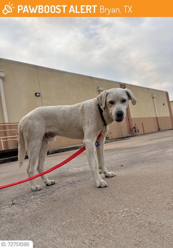 Found/Stray Male Dog last seen Behind Pet Supplies , TruFit, Jumpy world, Bryan, TX 77802