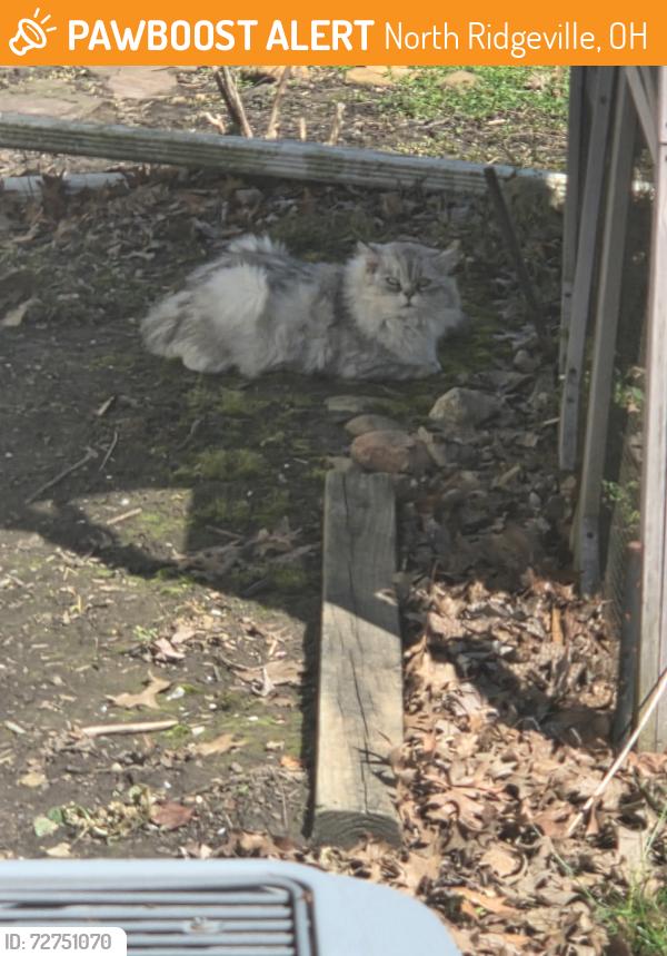 Found/Stray Unknown Cat last seen Wallace  / center ridge, North Ridgeville, OH 44039