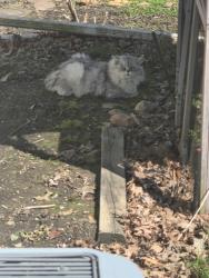 Found/Stray Unknown Cat last seen Wallace  / center ridge, North Ridgeville, OH 44039