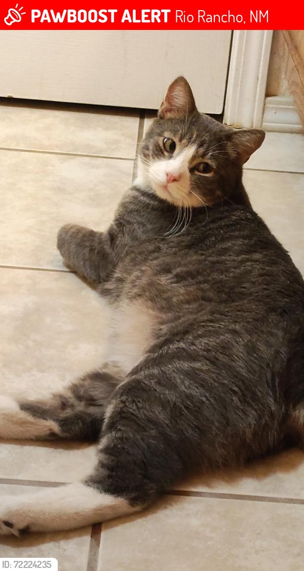 Lost Male Cat last seen Near corrales rd, Rio Rancho, NM 87144