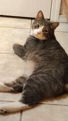 Lost Male Cat last seen Near corrales rd, Rio Rancho, NM 87144