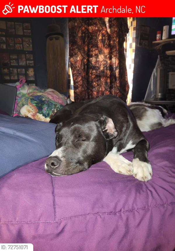 Lost Male Dog last seen North main street, Archdale, NC 27263