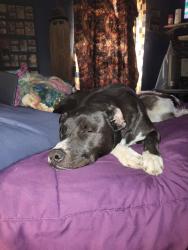 Lost Male Dog last seen North main street, Archdale, NC 27263