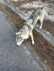 Found/Stray Unknown Dog last seen The chevron , Warner Robins, GA 31093