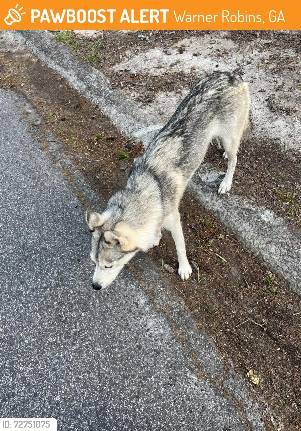 Found/Stray Unknown Dog last seen The chevron , Warner Robins, GA 31093