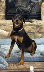 Found/Stray Female Dog last seen Near and Gay Lake Road, Montgomery, TX 77356