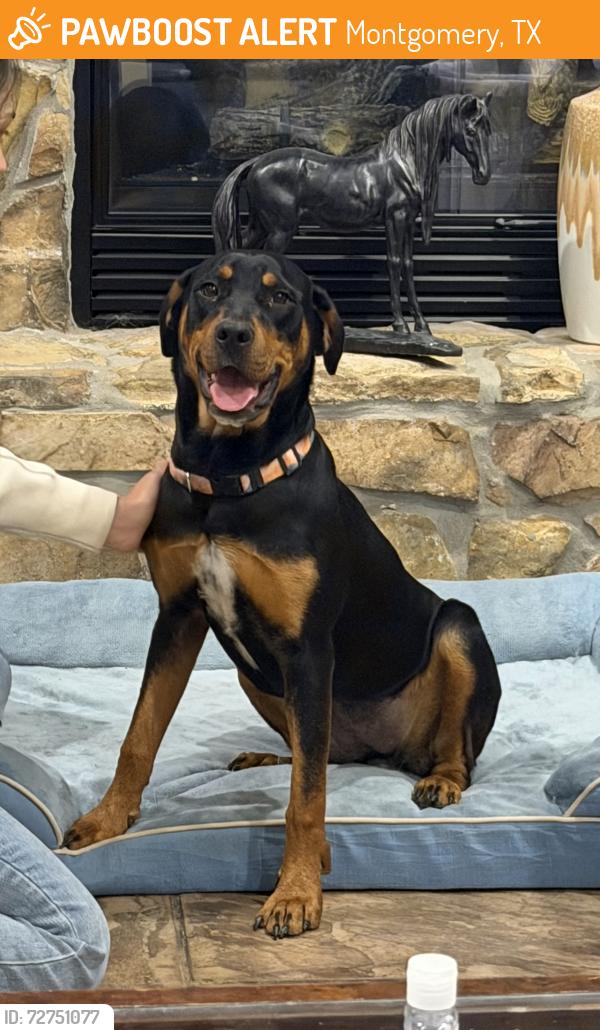 Found/Stray Female Dog last seen Near and Gay Lake Road, Montgomery, TX 77356