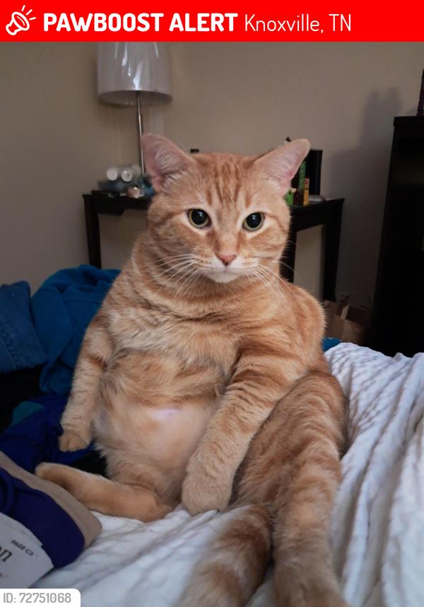 Lost Male Cat last seen Pilot Travel Center, Woods in back , Knoxville, TN 37914