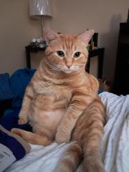 Lost Male Cat last seen Pilot Travel Center, Woods in back , Knoxville, TN 37914
