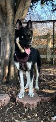Lost Female Dog last seen Mistletoe and Preston, Burkburnett, TX 76354