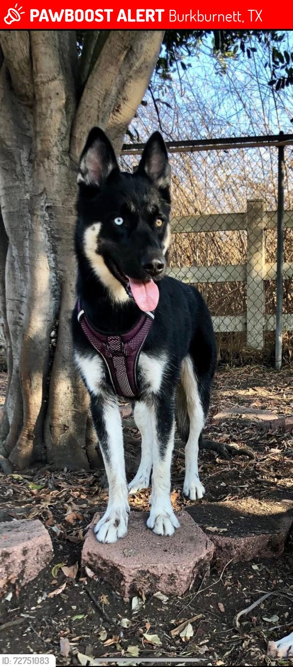 Lost Female Dog last seen Mistletoe and Preston, Burkburnett, TX 76354