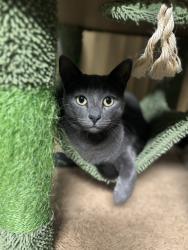 Lost Male Cat last seen Sparkle Drive, Canyon Lake, CA 92587