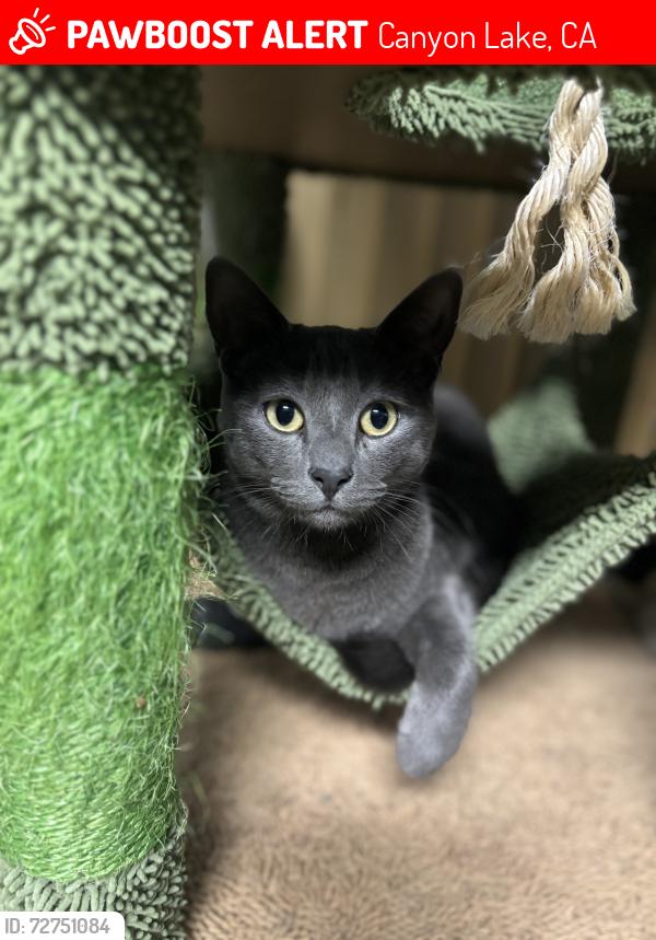 Lost Male Cat last seen Sparkle Drive, Canyon Lake, CA 92587