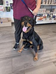 Found/Stray Male Dog last seen Old hundred / Hull St, Brandermill, VA 23112
