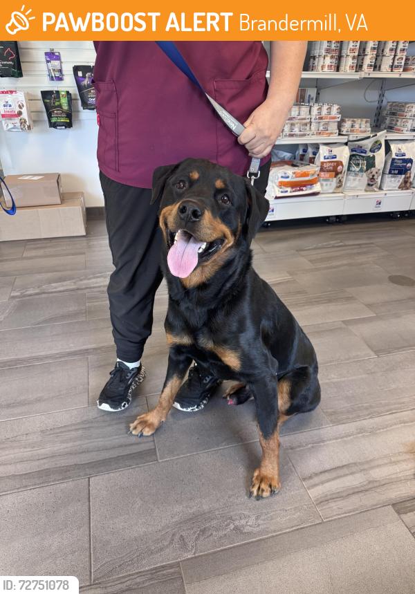 Found/Stray Male Dog last seen Old hundred / Hull St, Brandermill, VA 23112
