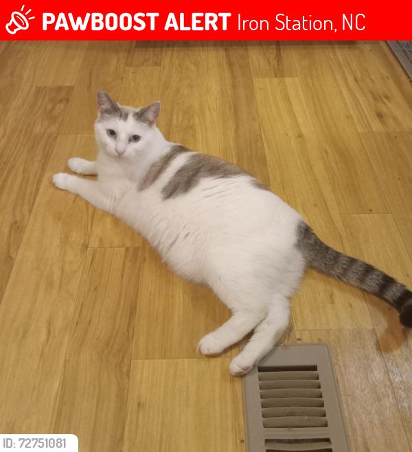 Lost Female Cat last seen Antler Dr and Mt Zion Church rd , Iron Station, NC 28080