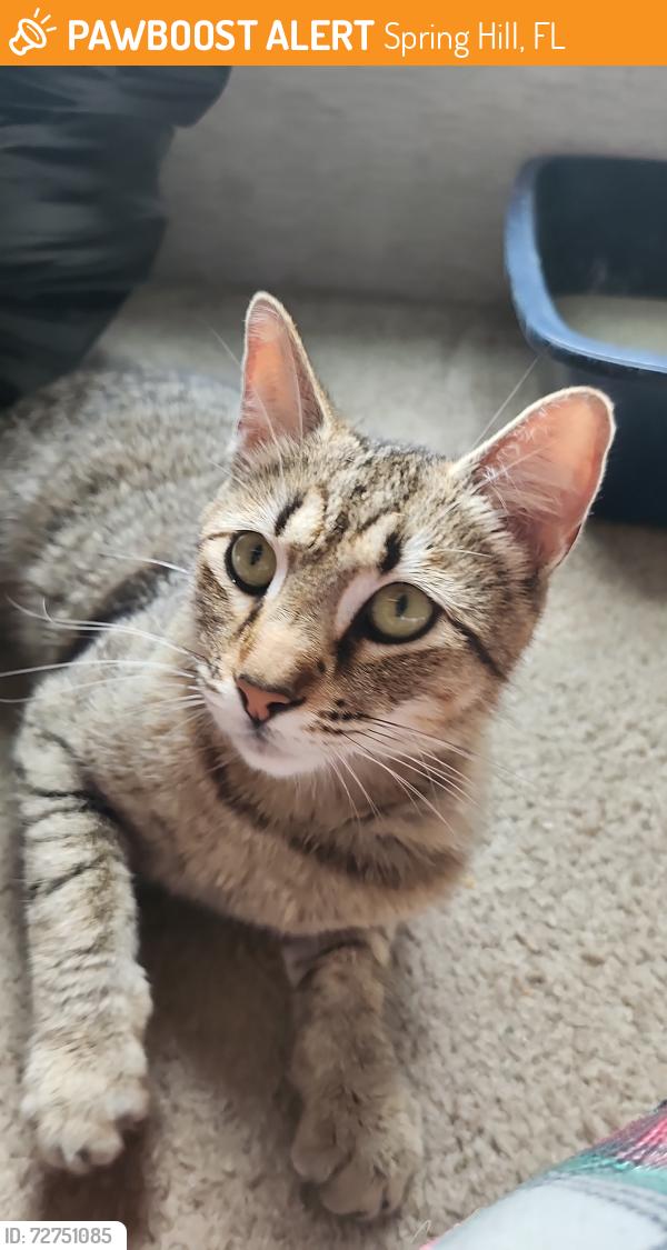 Found/Stray Male Cat last seen ., Spring Hill, FL 34609