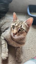 Found/Stray Male Cat last seen ., Spring Hill, FL 34609